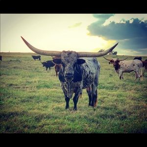 Meet your Posher, Regina